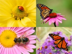 Шаблон коллажа из 4 фото, вариант 6