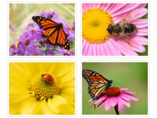 Шаблон коллажа из 4 фото, вариант 5